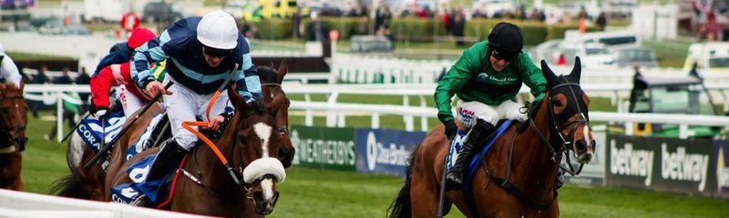 Cheltenham Horse Race Finish